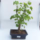 Outdoor bonsai - Ginkgo biloba - 1/4