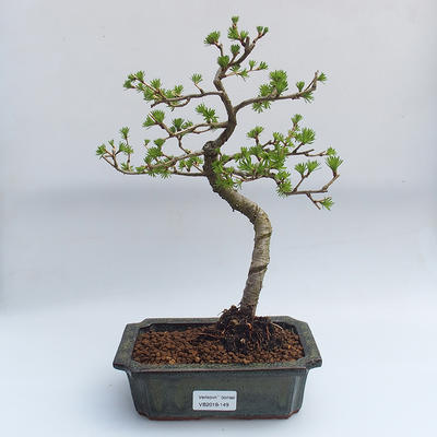 Outdoor bonsai -Larix decidua - Larch deciduous