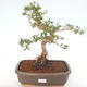 Indoor bonsai - Carmona macrophylla - Tea fuki PB220155 - 1/5
