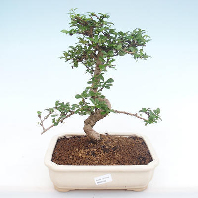 Indoor bonsai - Carmona macrophylla - Tea fuki PB220156 - 1