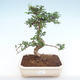 Indoor bonsai - Carmona macrophylla - Tea fuki PB220156 - 1/5