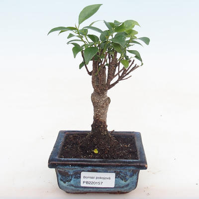 Indoor bonsai - Ficus retusa - small leaf ficus PB220157 - 1
