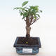 Indoor bonsai - Ficus retusa - small leaf ficus PB220157 - 1/2