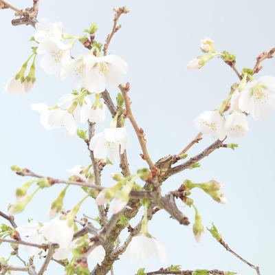 Outdoor bonsai - Prunus in Kojonno mai-Slivio - Plum VB2020-157 - 1