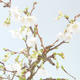 Outdoor bonsai - Prunus in Kojonno mai-Slivio - Plum VB2020-157 - 1/2