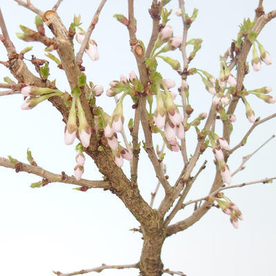 Outdoor bonsai - Prunus in Kojonno mai-Slivio - Plum VB2020-159 - 1