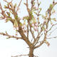 Outdoor bonsai - Prunus in Kojonno mai-Slivio - Plum VB2020-159 - 1/2