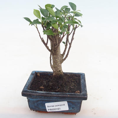 Indoor bonsai - Ficus retusa - small leaf ficus PB220161 - 1