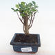 Indoor bonsai - Ficus retusa - small leaf ficus PB220161 - 1/2