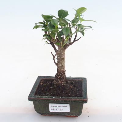 Indoor bonsai - Ficus retusa - small leaf ficus PB220163 - 1