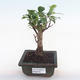 Indoor bonsai - Ficus retusa - small leaf ficus PB220163 - 1/2