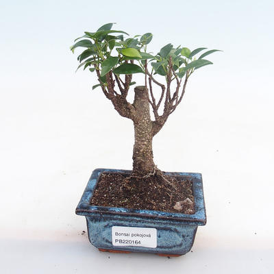 Indoor bonsai - Ficus retusa - small leaf ficus PB220164 - 1