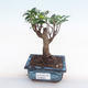 Indoor bonsai - Ficus retusa - small leaf ficus PB220164 - 1/2