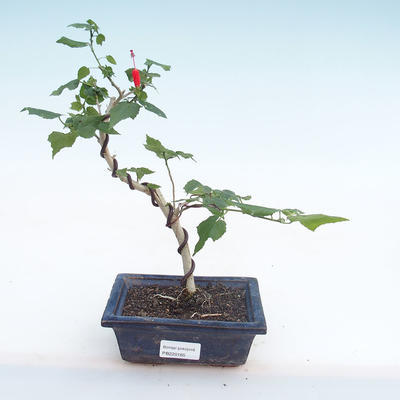 Indoor bonsai - small-flowered hibiscus PB220165 - 1