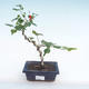 Indoor bonsai - small-flowered hibiscus PB220165 - 1/2