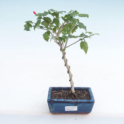 Indoor bonsai - small-flowered hibiscus PB220166 - 1