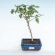 Indoor bonsai - small-flowered hibiscus PB220166 - 1/2