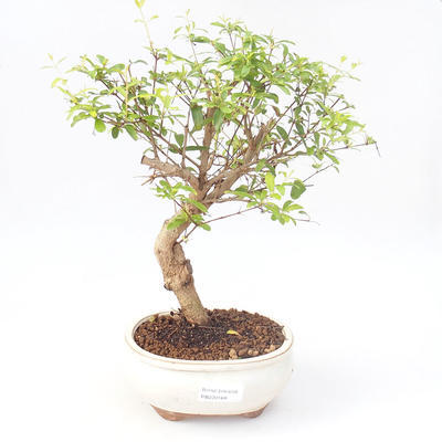Indoor bonsai-PUNICA granatum nana-Pomegranate PB220168 - 1