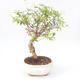 Indoor bonsai-PUNICA granatum nana-Pomegranate PB220168 - 1/3