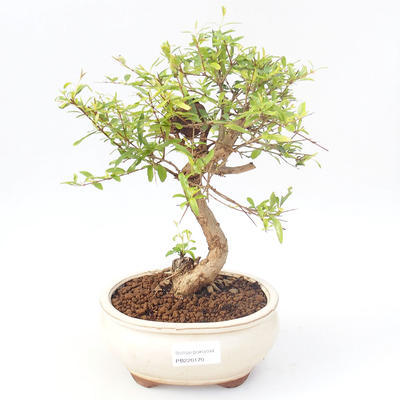 Indoor bonsai-PUNICA granatum nana-Pomegranate PB220170 - 1