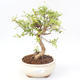 Indoor bonsai-PUNICA granatum nana-Pomegranate PB220170 - 1/3