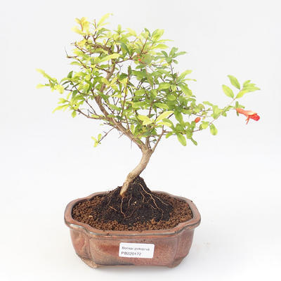 Indoor bonsai-PUNICA granatum nana-Pomegranate PB220172 - 1