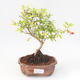 Indoor bonsai-PUNICA granatum nana-Pomegranate PB220172 - 1/3