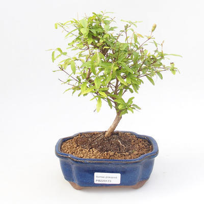 Indoor bonsai-PUNICA granatum nana-Pomegranate PB220173 - 1