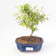 Indoor bonsai-PUNICA granatum nana-Pomegranate PB220173 - 1/3