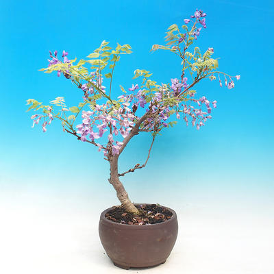 Outdoor bonsai - Wistarie - Wistaria chinensis