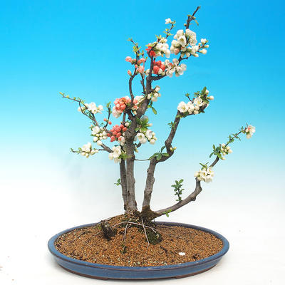 Outdoor bonsai - Chaenomeles - Two-color quince - 1