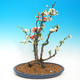 Outdoor bonsai - Chaenomeles - Two-color quince - 1/2