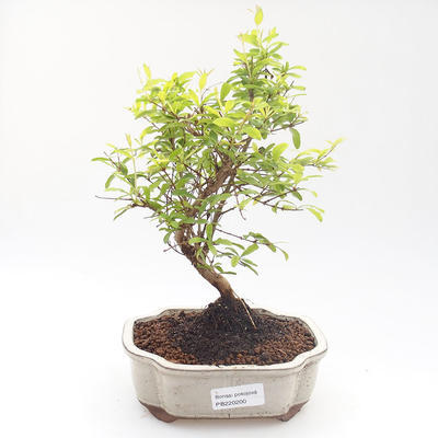 Indoor bonsai-PUNICA granatum nana-Pomegranate PB220200 - 1