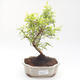 Indoor bonsai-PUNICA granatum nana-Pomegranate PB220200 - 1/3