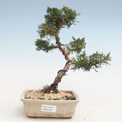 Outdoor bonsai - Juniperus chinensis - Chinese juniper VB-2020-200