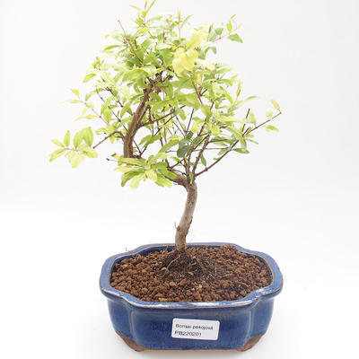 Indoor bonsai-PUNICA granatum nana-Pomegranate PB220201 - 1