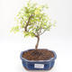 Indoor bonsai-PUNICA granatum nana-Pomegranate PB220201 - 1/3