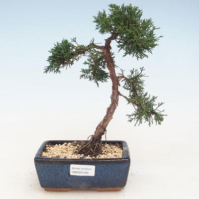 Outdoor bonsai - Juniperus chinensis - Chinese juniper VB-2020-204