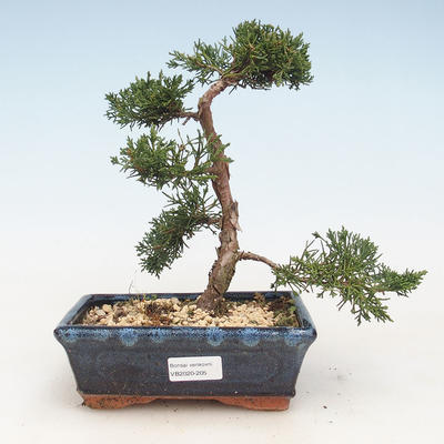 Outdoor bonsai - Juniperus chinensis - Chinese juniper VB-2020-205