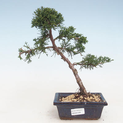 Outdoor bonsai - Juniperus chinensis - Chinese juniper VB-2020-206