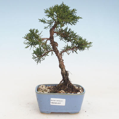Outdoor bonsai - Juniperus chinensis - Chinese juniper VB-2020-207