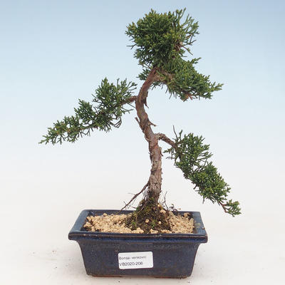 Outdoor bonsai - Juniperus chinensis - Chinese juniper VB-2020-208
