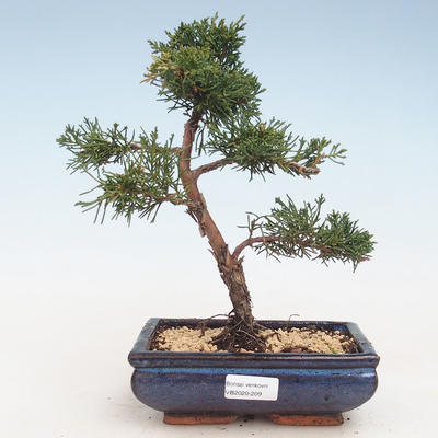 Outdoor bonsai - Juniperus chinensis - Chinese juniper VB-2020-209