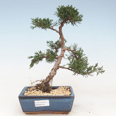 Outdoor bonsai - Juniperus chinensis - Chinese juniper VB-2020-212