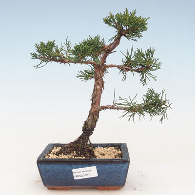 Outdoor bonsai - Juniperus chinensis - Chinese juniper VB-2020-213