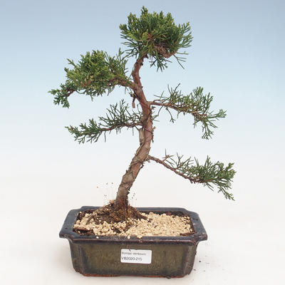 Outdoor bonsai - Juniperus chinensis - Chinese juniper VB-2020-215