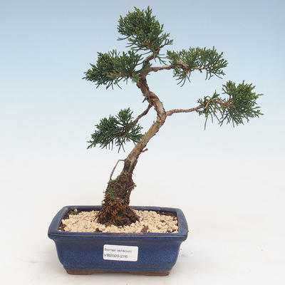 Outdoor bonsai - Juniperus chinensis - Chinese juniper VB-2020-216