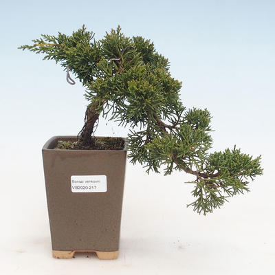 Outdoor bonsai - Juniperus chinensis - Chinese juniper VB-2020-217