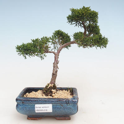 Outdoor bonsai - Juniperus chinensis - Chinese juniper VB-2020-218