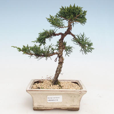 Outdoor bonsai - Juniperus chinensis - Chinese juniper VB-2020-219